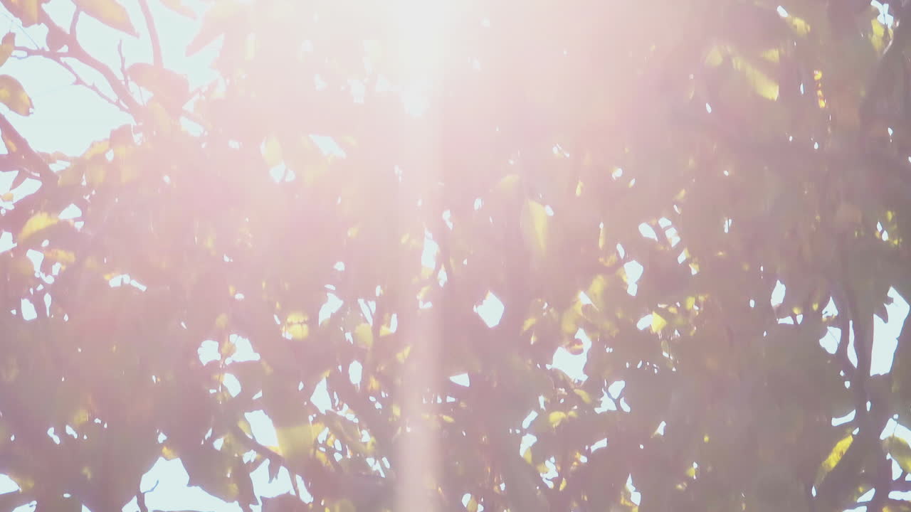 나무 잎 을 통과 하는 빛