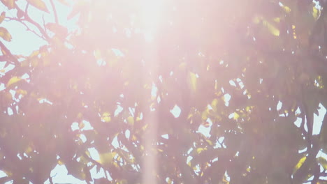 sunlight filtering through tree leaves