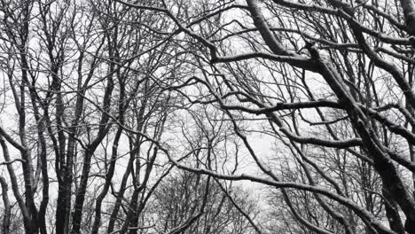 steady looking up of leafless snowy tree branches against cloudy sky in winter