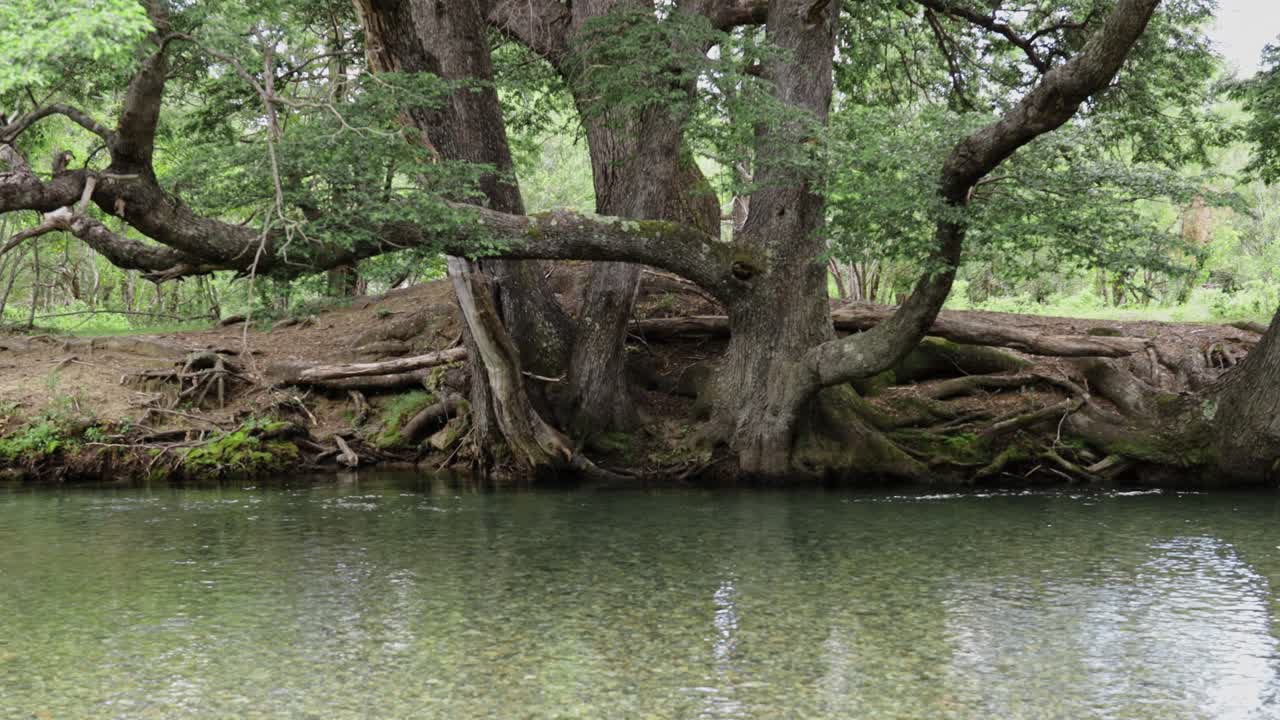 숲 속 의 강변 에 자라는 거대한 나무 들