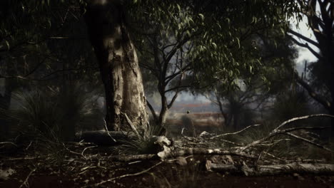 australian outback with trees and yellow sand