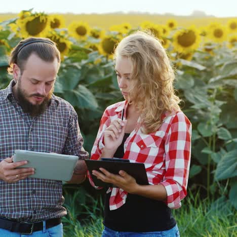 Los-Agricultores-Trabajan-Cerca-De-Un-Campo-De-Girasoles-En-Flor.