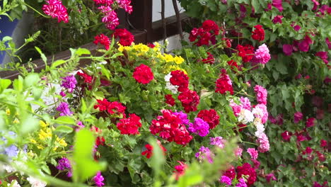 colorful flower display