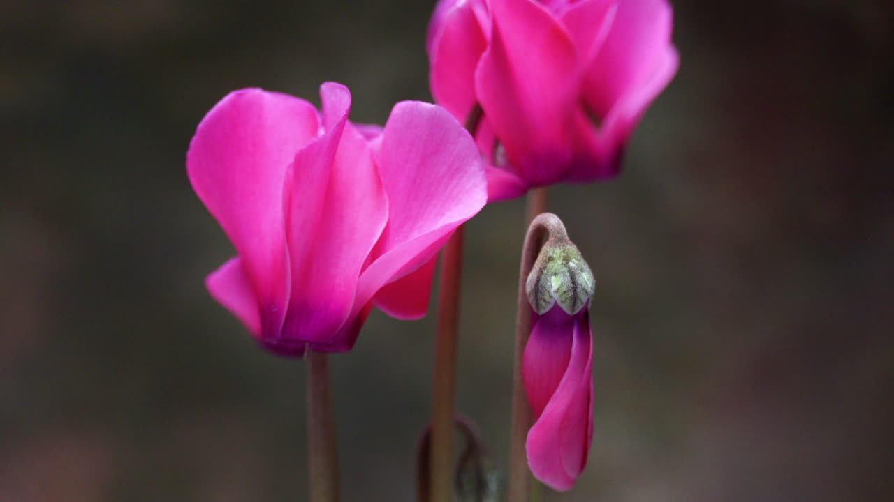 una flor de ciclamen florece en movimiento de lapso de tiempo