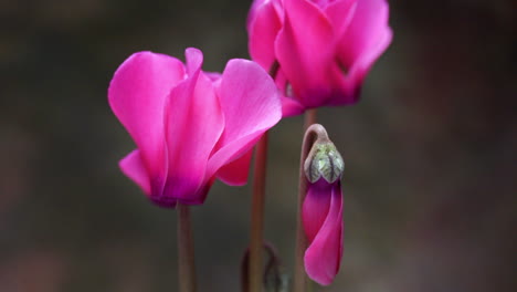 a cyclamen flower blooms in time-lapse motion