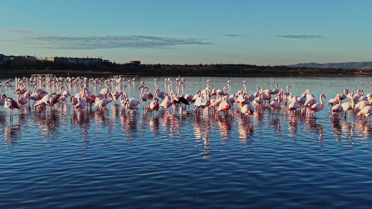 Flamingos gather in calm water at sunset near a quiet shoreline