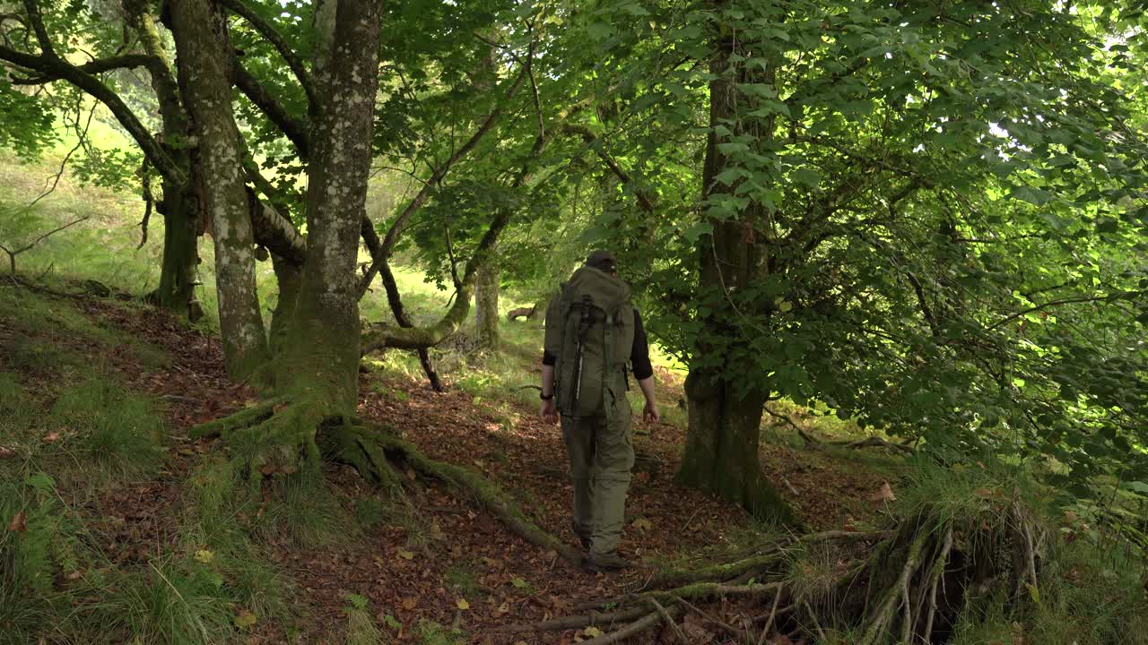 Backpacker går gennem en skov om sommeren.