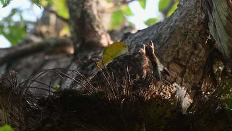 Buffy-Fish-Owl,-Ketupa-Ketupu,-4k-Aufnahmen