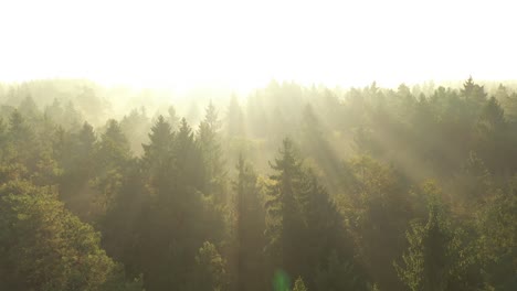 Drone-aerial-view-of-forest-in-early-morning