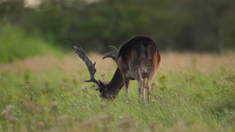 European-fallow-dear-grazes-on-grass-field,-beautiful-set-of-horns,-rear-view