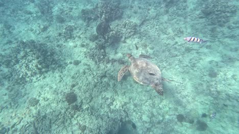 Tortugas-Marinas-Y-Peces-Tropicales