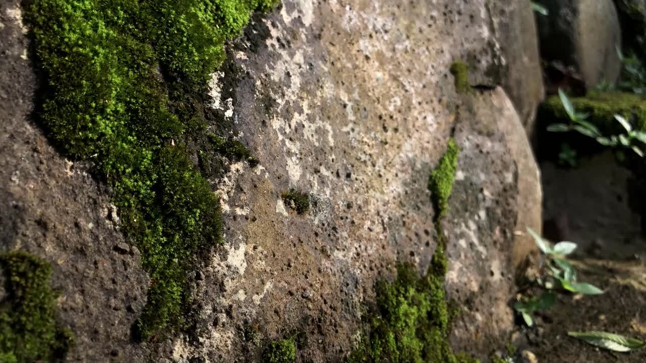 Texture dettagliata di terreno muschioso in una foresta con luce solare naturale