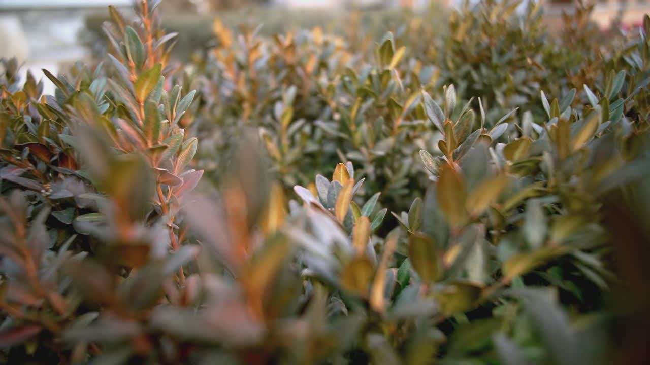 잎자루 가 많은 울타리 의 근접적 인 모습