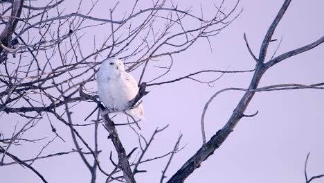 a beautiful snowy owl looks at the horizon during a pink sunset