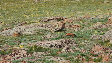 marmota caminando en el parque nacional de las montañas rocosas