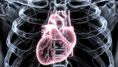 anatomical visualization of the human heart: a detailed study revealing the intricate structure and function of the cardiac system