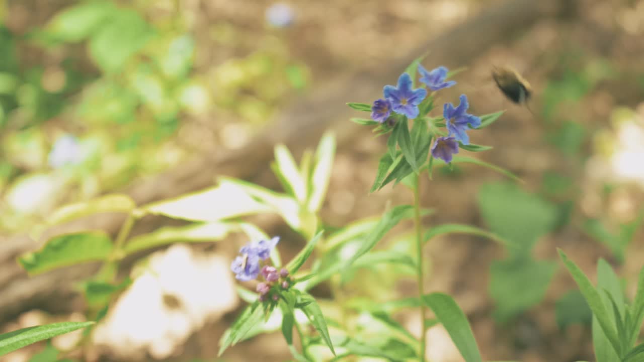 Close-up of a bee collecting pollen from vibrant flowers