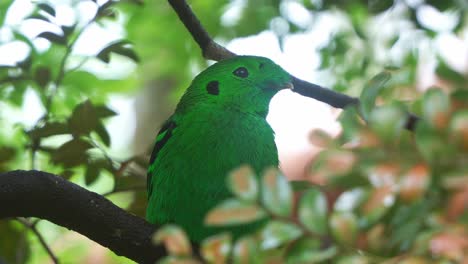 Grüner-Breitschnabel-Thront-Im-Dichten-Grün,-Zwitschert-Im-Wald,-Sein-Lebhaftes-Gefieder-Fügt-Sich-Nahtlos-In-Das-üppige-Laub-Ein,-Nahaufnahme-Wilder-Vogelarten