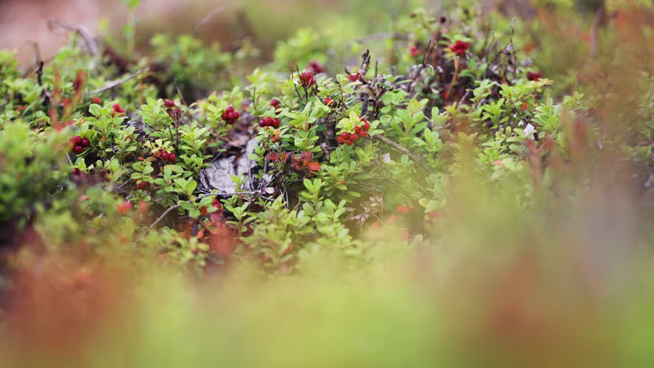 Dense carpet of tiny cranberry shrubs with ripe berries in autumn tundra. Parallax video, bokeh background.