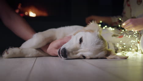 Una-Niña-Está-Desenredando-Una-Guirnalda,-Junto-A-Ella-Hay-Un-Perro,-Que-Está-Siendo-Acariciado-Por-La-Mano-De-Un-Hombre.-Navidad-Y-Nochevieja