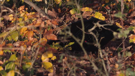 Laptop-falling-ground-outside,-symbolism-of-quitting-job-or-pollution-in-nature,-closeup-view