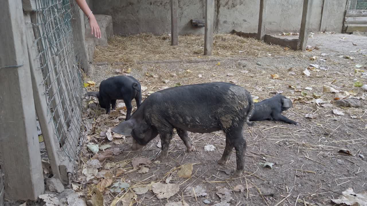 Vietnamese pot bellied pig and piglet wandering through enclosure, rooting among dry leaves and hay while searching for food with curious, hungry exploration