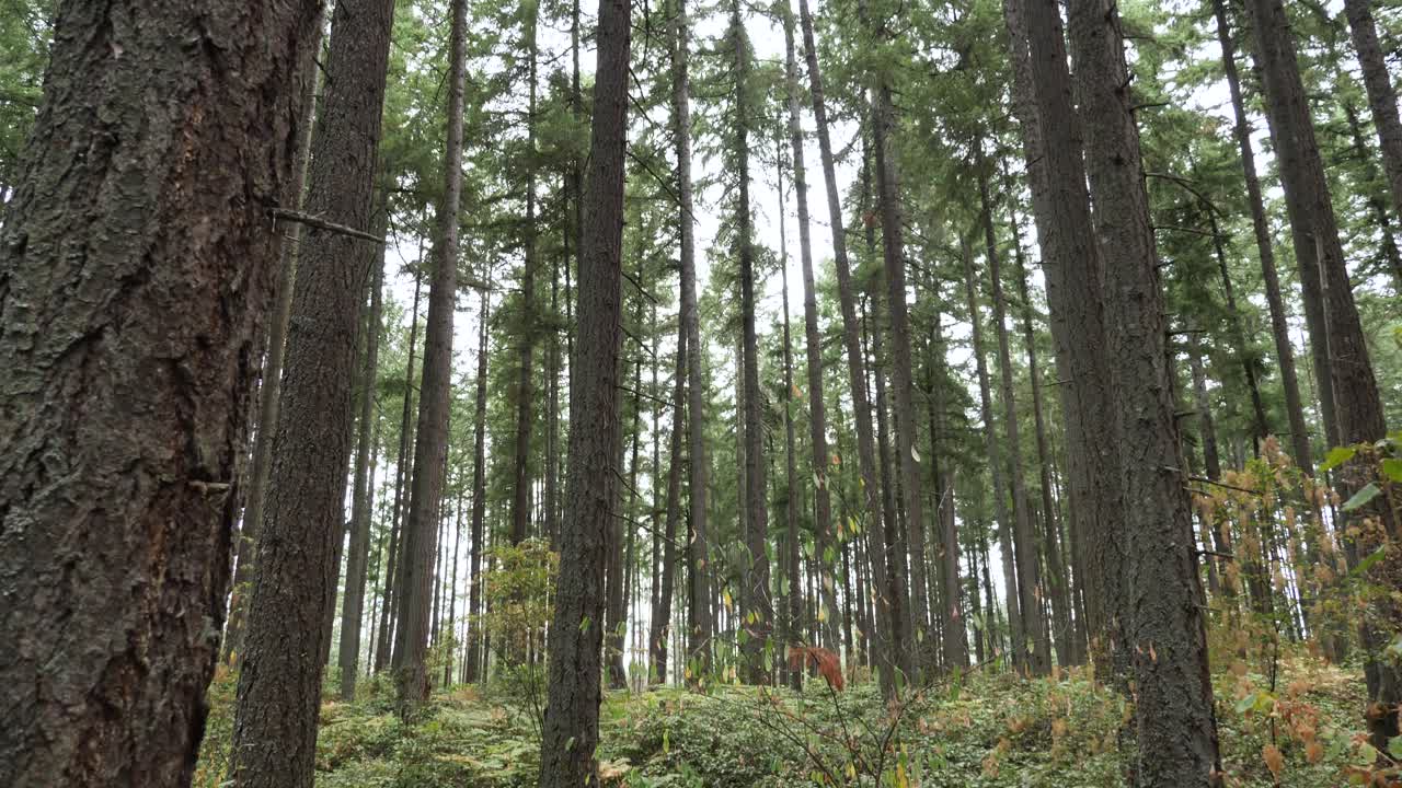 Vista di enormi pini nella foresta.