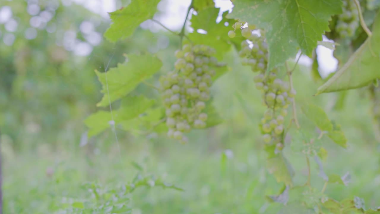 초여름에 캐나다 남부에서 포도가 자라는 와인 포도 덩굴