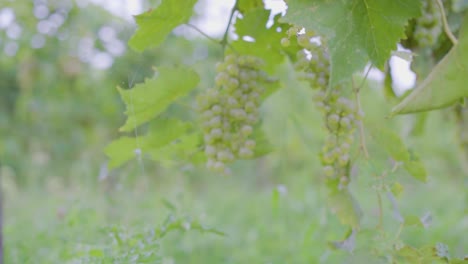 wine grape vines with growing grapes in souther canada in early-late summer