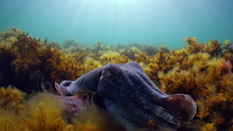 Sepia-Gigante-Australiana-Sepia-Apama-Migración-Whyalla-Sur-De-Australia-4k-Cámara-Lenta,-Apareamiento,-Puesta-De-Huevos,-Lucha,-Agregación,-Bajo-El-Agua