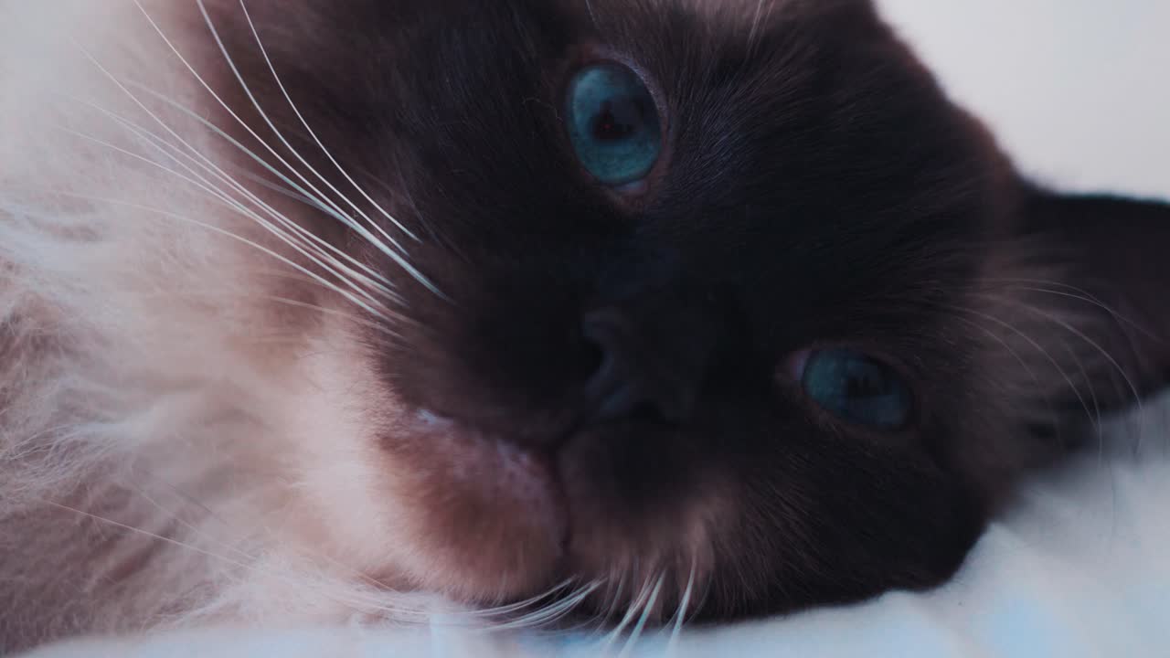 Primo piano del muso di un gatto Ragdoll che riposa su una coperta, occhi leggermente aperti, momento di calma in interni, al rallentatore