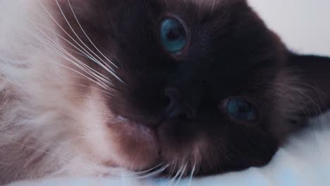 closeup of ragdoll cat’s face resting on blanket, eyes open slightly, calm indoor moment, slow motion
