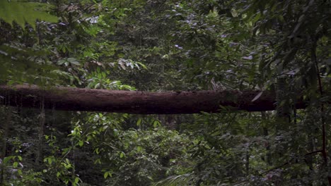 fallen trunk become a log bridge over dense foliage tree in tropical rainforest