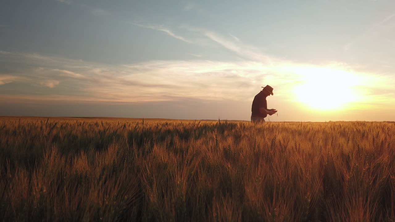agricultor verifica sua colheita de trigo ao pôr do sol dourado, tiro no escuro