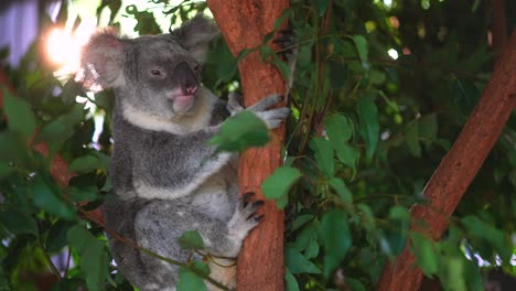 rescued koala chilling on branch lone pine sanctuary eucalyptus leaves gumtree looking around brisbane qld australia wildlife afternoon evening sunlight nature native aussie animal summer pan motion