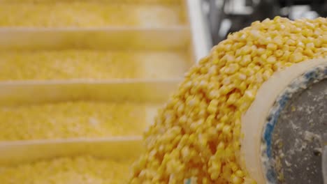 corn kernels on a conveyor belt