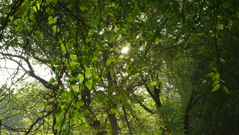 Bewegende-Aufnahme-Der-Sonne,-Die-Durch-Die-Baumwipfel-Scheint