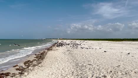 Toma-De-Pájaros-Buscando-Comida-En-La-Orilla-Del-Mar-En-Yucatán