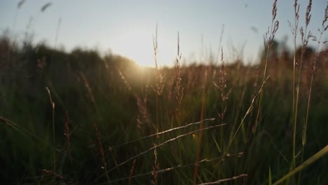 sunset in a grassy field
