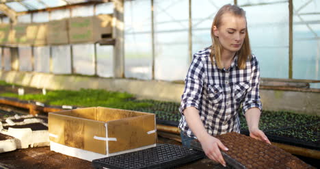 close up of female gardener arranges seedlings 9