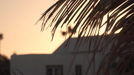 puesta de sol a través de hojas de palma