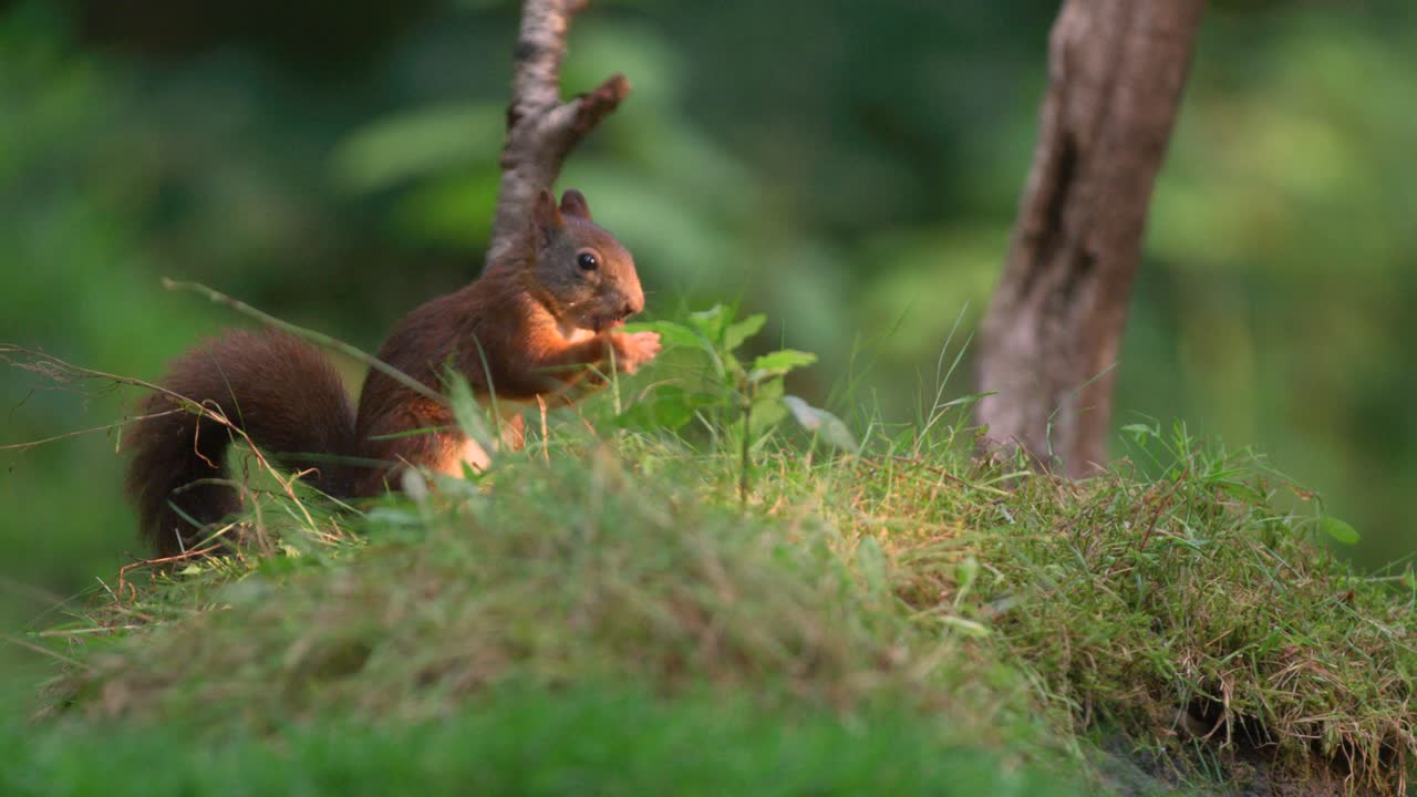 Squirrel in warm sunlight glow gnawing on hazelnut in lush grass - slow motion