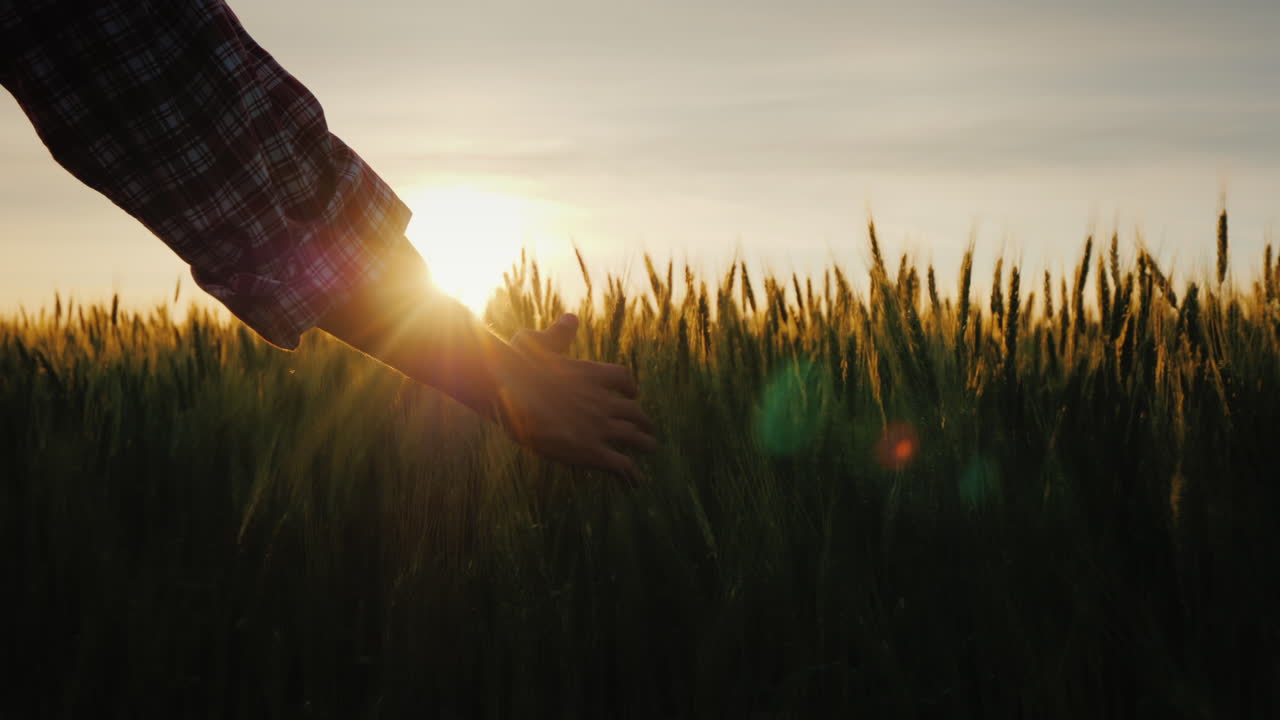 la mano del granjero mira las espigas de trigo al atardecer los rayos del sol brillan a través de las espigas