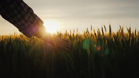 farmer's hand looks at the ears of wheat at sunset the sun's rays shine through the ears