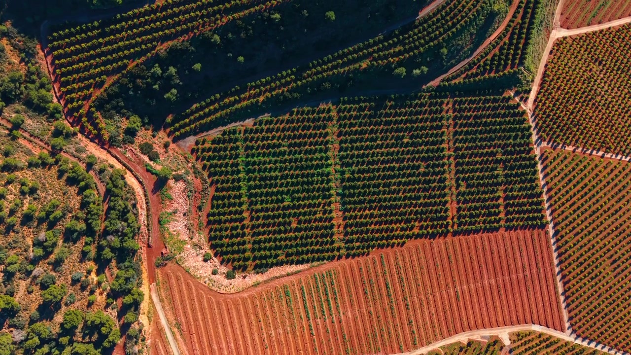 Vista aerea dall'alto di filari di frutteti agricoli su terreno rosso. Filari geometrici di alberi di agrumi su un brillante terreno agricolo color terracotta