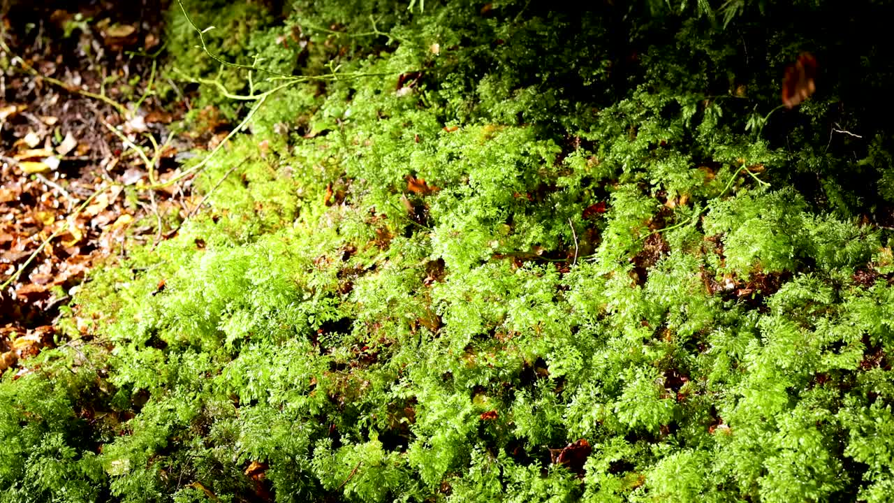 Vibrant green foliage and fallen leaves in Kinloch forest, captured with dynamic lighting and subtle camera movement