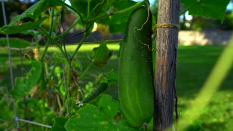 pepino que crece en la vid en un jardín suburbano