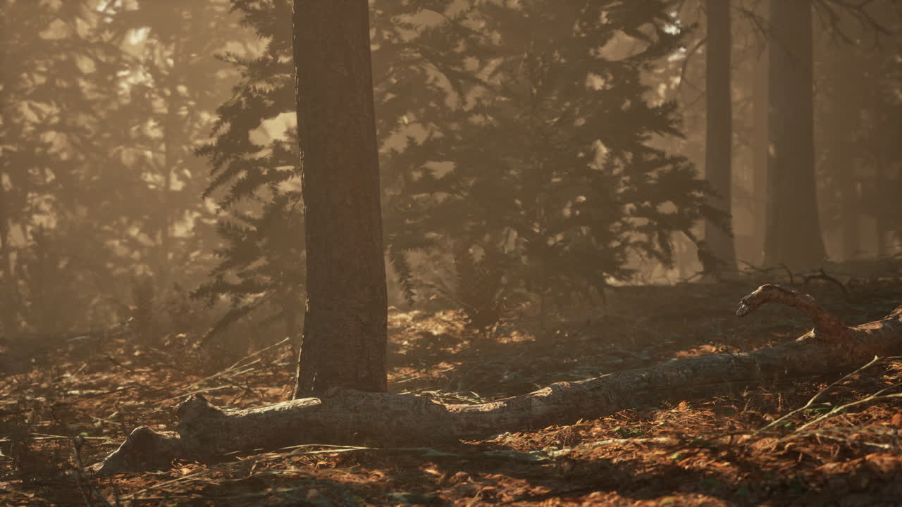 가을의 소나무 숲에서 떨어지는 가을 잎과 바늘