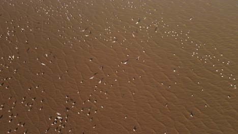 Gran-Temporada-De-Apareamiento-De-Garcetas-En-La-Antena-Del-Río-Amazonas