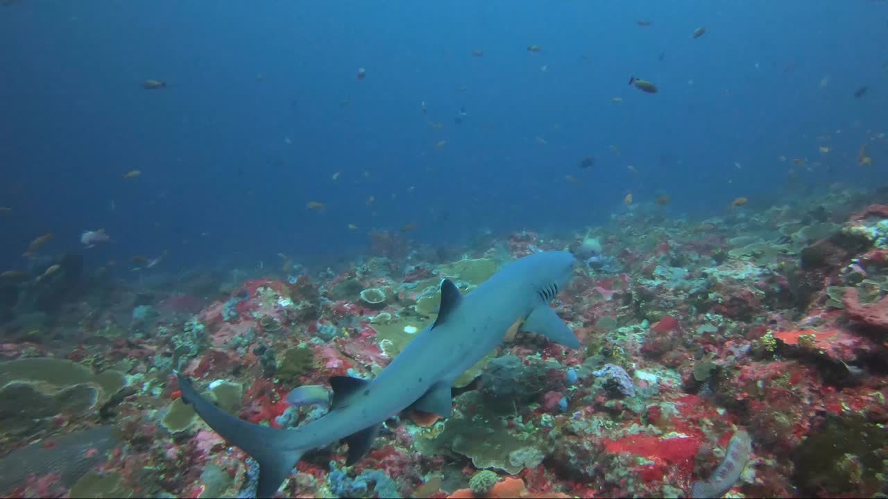 Whitetip reef shark laying on the coral then swims away to the blue